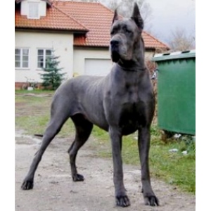 Perron